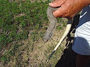 Eastern Hognose Snake